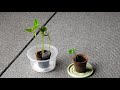 Seedlings Time Lapse - Catching the Sun