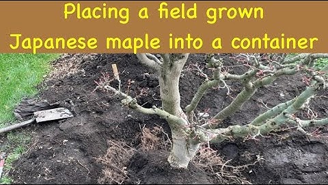 Placing a field grown Japanese maple into a container