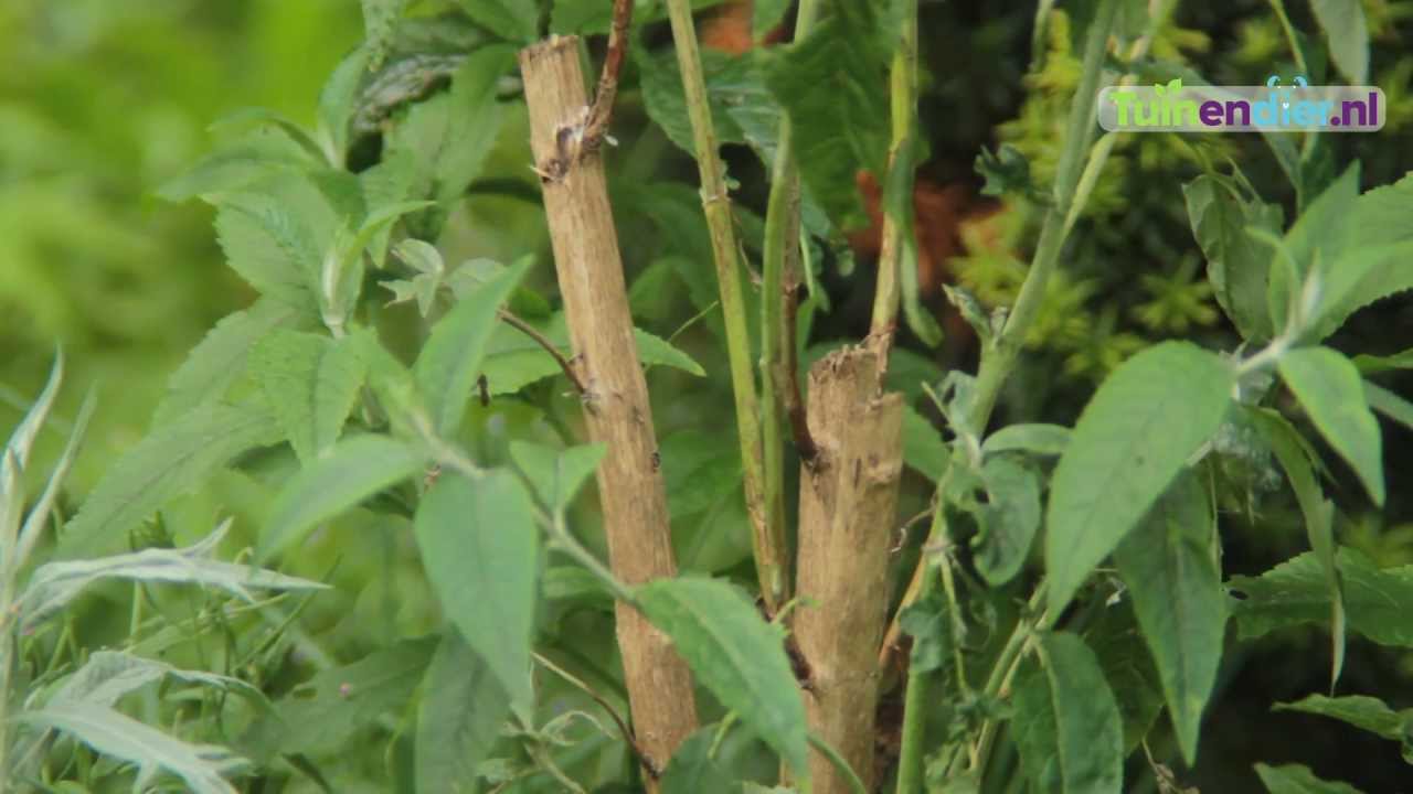 Tuinendier.nl - Hoe Moet ik mijn Vlinderstruik Snoeien en Onderhouden?