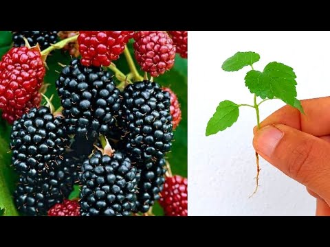 شاهد كيف يتم زراعة التوت الشامي