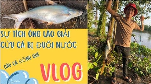 Câu cá Tra sông mùa nước lũ kênh Xáng Củ Chi. #fishing #subscribe #viral #CâuCáĐồngQuê