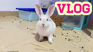 Al veterinario con mis conejos VLOG