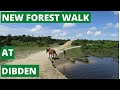 NEW FOREST WALK at DIBDEN (NEW FOREST NATIONAL PARK)
