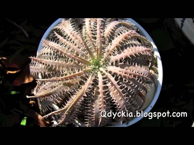 Dyckia delicata golden form - YouTube