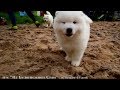 ЩЕНКИ САМОЕДА гуляют, играют с детьми и резвятся)) SAMOYED PUPPIES, FUN & KIDS)) LOVE SAMOYED🐾💜