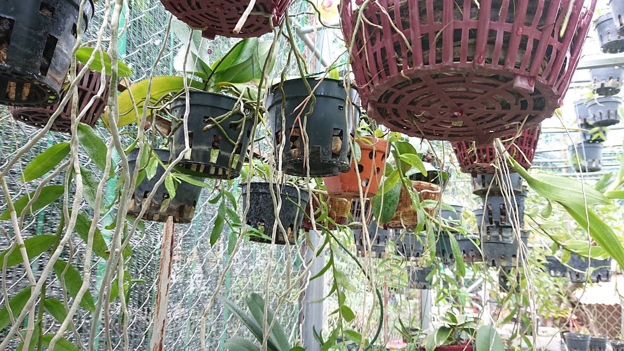 This product sprays orchids to produce many long roots and green tips