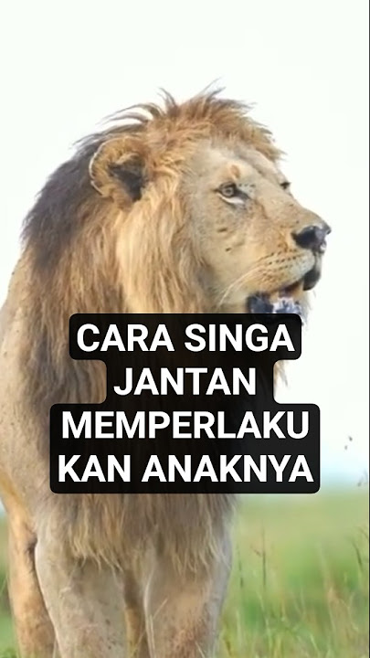 Gaya raja hutan menyenangkan anaknya⁉️💕🦁 #animals #lion #videohiburan