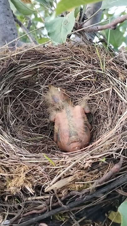 gray-winged black bird: new life new hope- #graywingedblackbird #bird #himalayabird