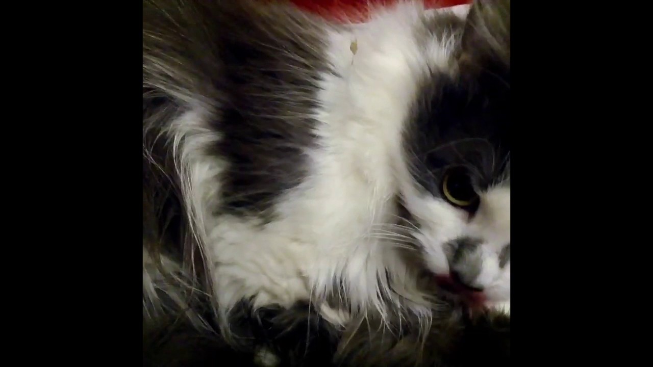 Комок шерсти в пищеводе - YouTube