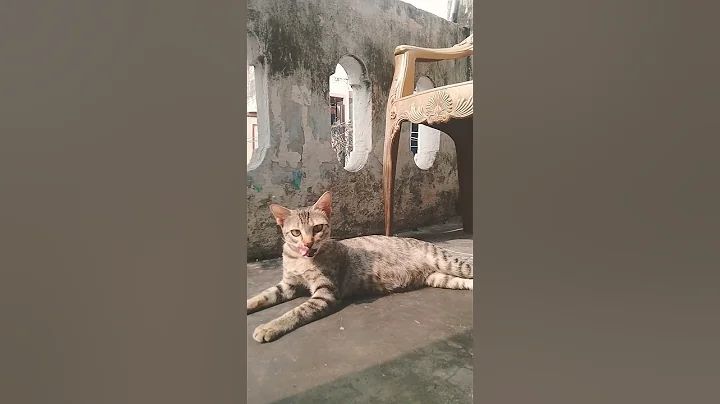 Video 11764131: savannah cat serval, f1 savannah cat, bengal cat, stray cat, cat pets