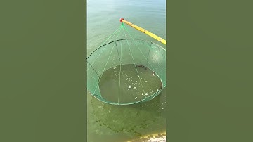 Outdoor fishing | Fishing net. #trap #breed