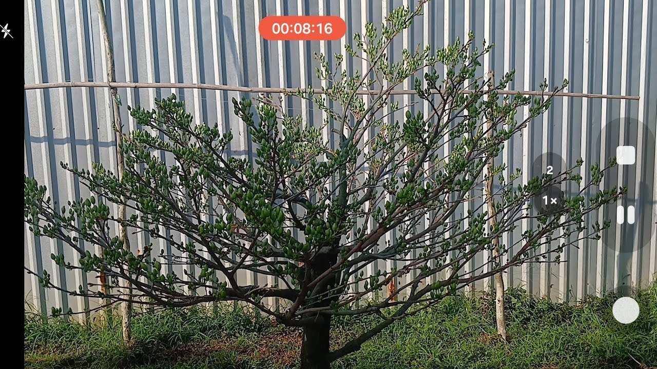 Sbsg lên chân xanh sau 10 ngày lãi lá 