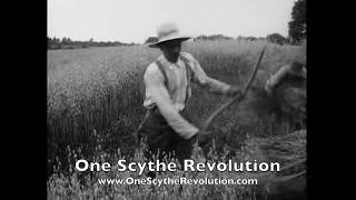 Harvesting Oats with a Cradle Scythe 1915