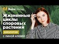 ЖИЗНЕННЫЕ ЦИКЛЫ СПОРОВЫХ РАСТЕНИЙ | Биология ЕГЭ | Лина Клевер