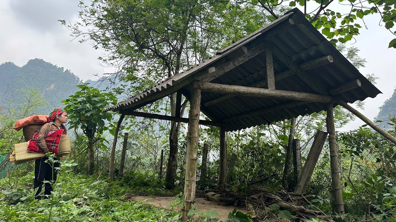 The life of a single girl living alone in the forest facing many ...