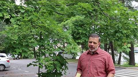 Sugar maple (Acer saccharum) - Plant Identification