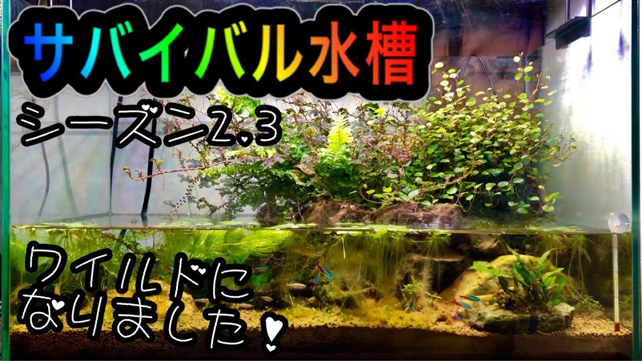 ベルツノガエル サバイバル水槽2 3 禁断のアクアテラリウム バジェットガエル Youtube