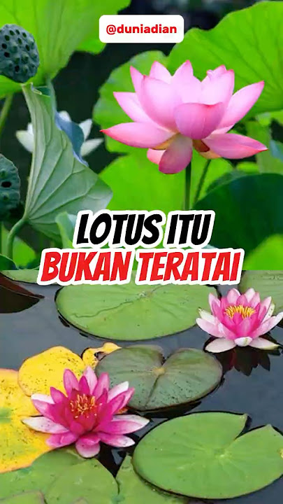 Lotus is Not a Lotus | This Has Been a Misconception