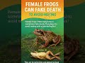 Female Frogs' Clever Trick Faking Death to Dodge #frog #nature #interestingfacts