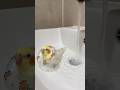 I can’t swim 😲#cockatiel #funny #funniest pet moments #pets #shorts #parrot #funnyparrot