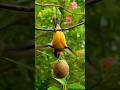 World’s Most Beautiful Birds Making Their Nests