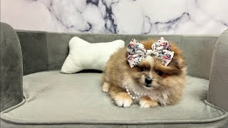 Pomeranian F at Furry Babies Portage