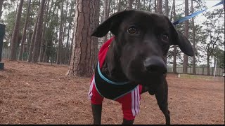 Meet this week's Perfect Pet: Smoke