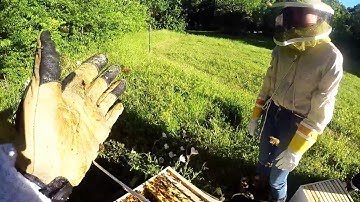 Mentoring for the first time. Beginning beekeeping in Texas.