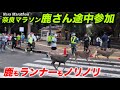 奈良マラソン　鹿さんも途中参加　鹿もランナーもノリノリ