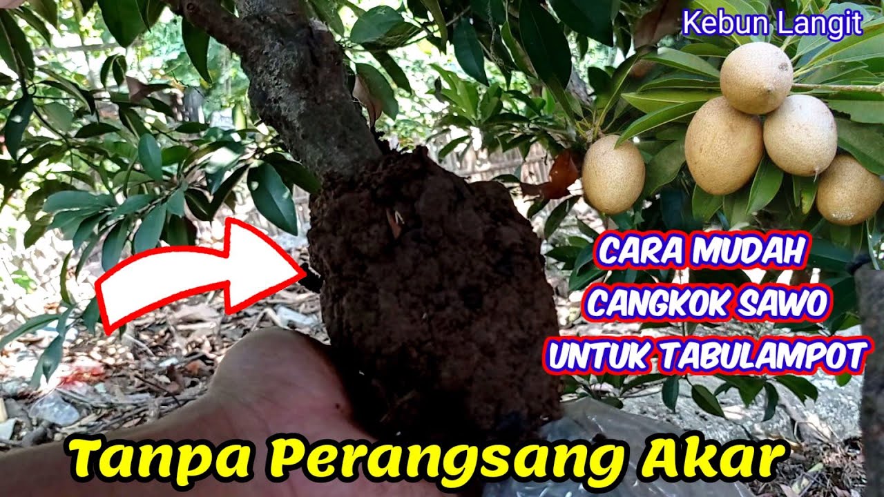 Cara Cangkok Sawo Tanpa Perangsang Akar Untuk Tabulampot