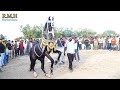 R.M.H Marwadi horse|| Ranakpur horse show 2023