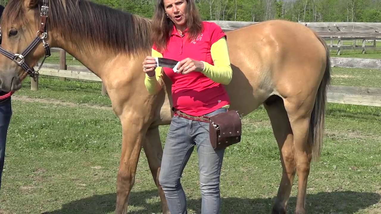 Rocktape Equine Kinesiology Taping Introduction YouTube