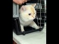 😹爪切りが5分で終了!ペット美容ハンモックが便利すぎた #猫用品 #犬用品
