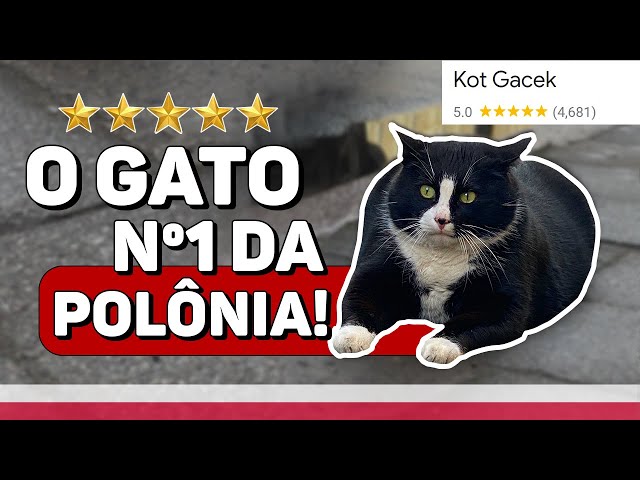 Gacek: conheça o gato de rua que virou atração turística em cidade na  Polônia