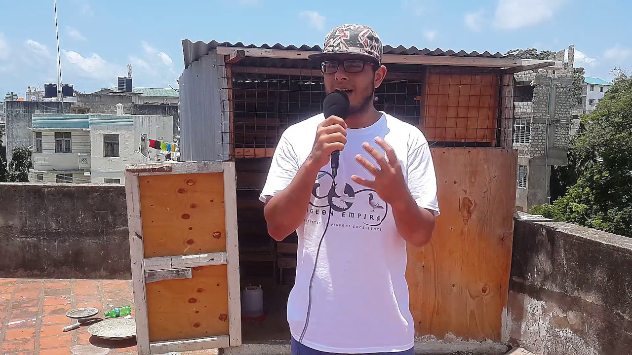how long it takes for a pigeon's flight feathers to grow back YouTube