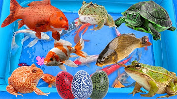 Thỏ vlog lái xe công nông bắt con ếch, cá vàng, cá koi, con rùa