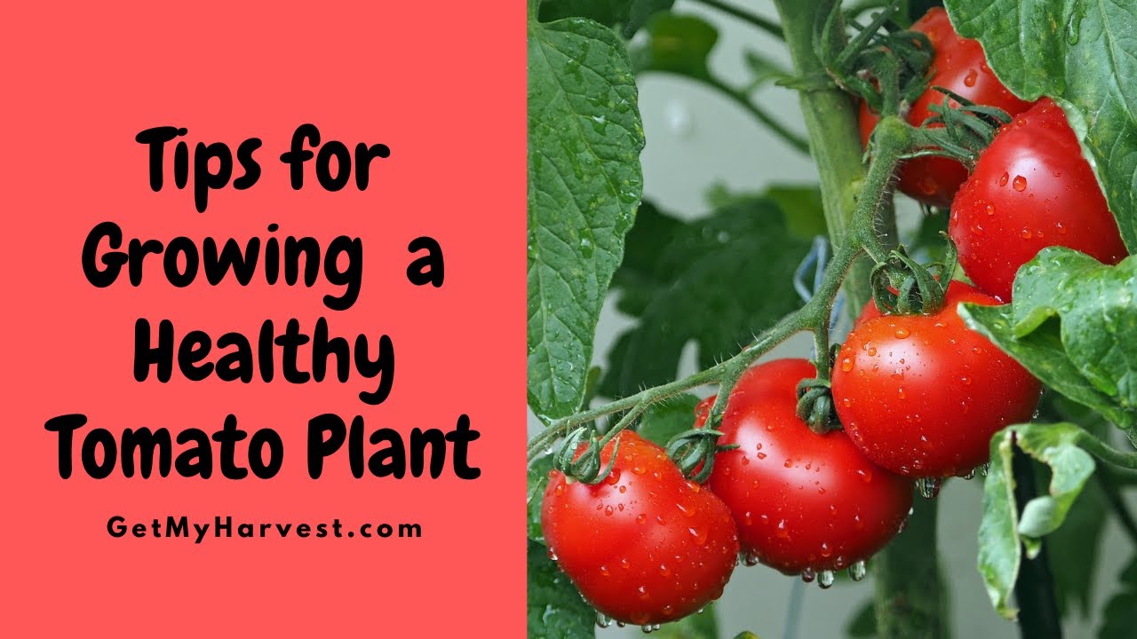 Grow a Healthy Tomato Plant Tomato Plant care Vegetable Gardening