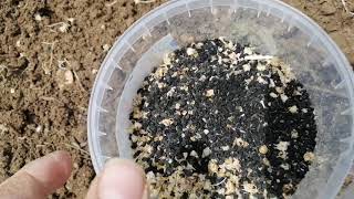 Kışlık kuru soğan için Karaca tohum ekimi Resimi