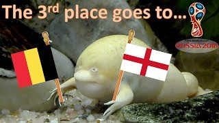 World Cup Russia 2018. The Guessing Frog. Belgium vs England | 3rd Place screenshot 2