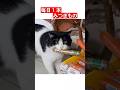 知らないうちに自分推しが４０万人いた猫のサムネイル