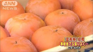 「富有柿」の収穫が始まる　山梨・笛吹市(15/11/01)