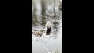 Opossum Release Rabies-Proof Scavenger Zero Complaint