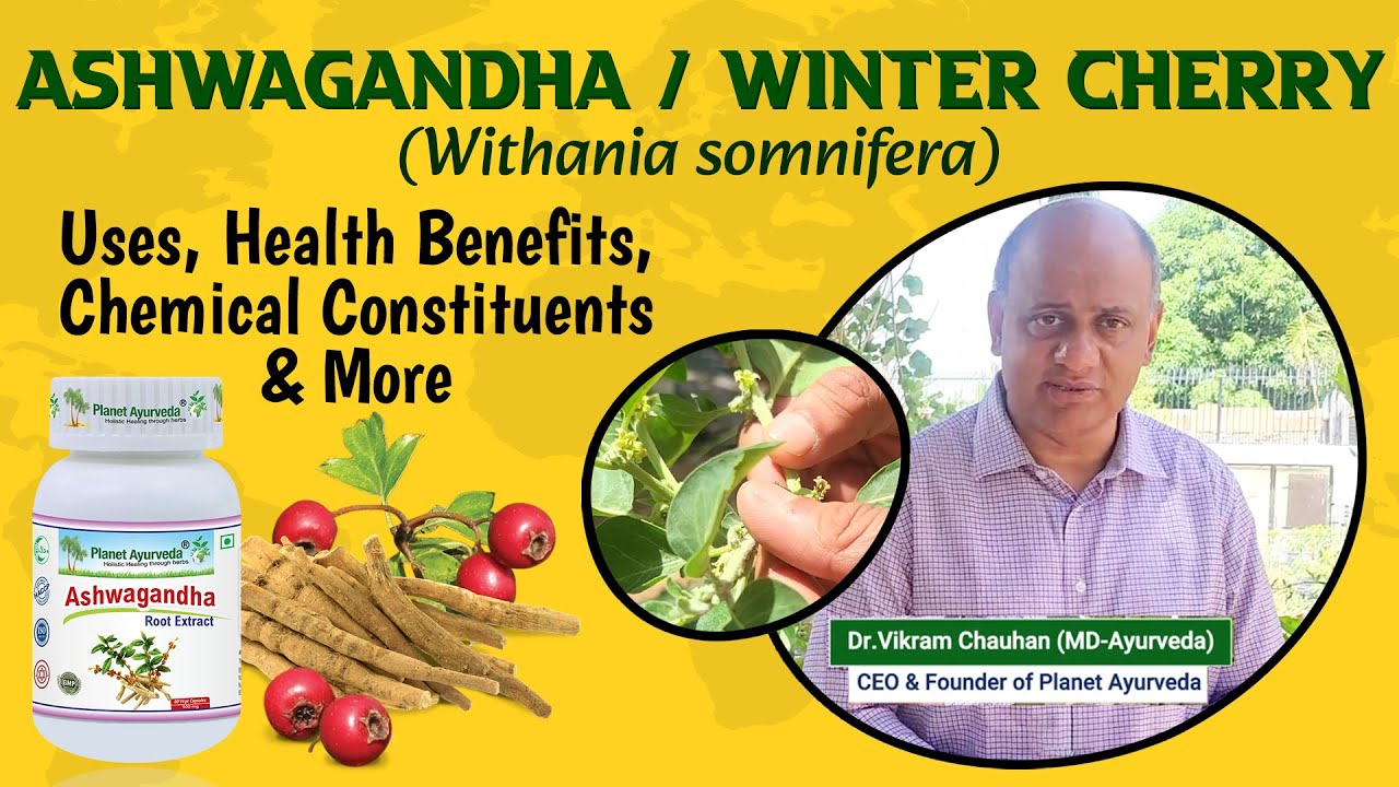 Watch Video Ashwagandha / Winter Cherry (Withania somnifera) - Uses, Health Benefits