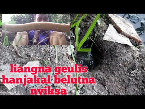 Strike Belut ABG 18+ keatas