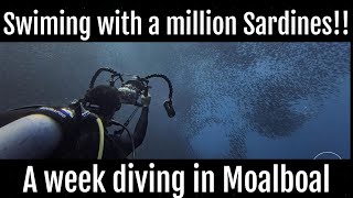 What's it like swimming with a million Sardines!  A week diving and exploring Moalboal underwater