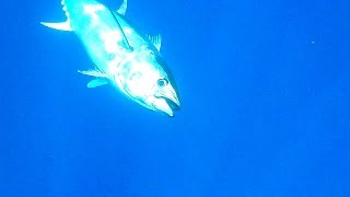 Pêche Au Thon Rouge No-Kill Bunny 2011