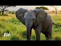 Animals in the jungle