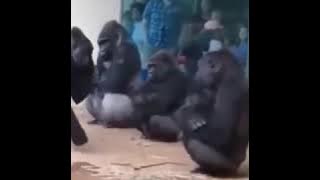 trobos aja lah anjing