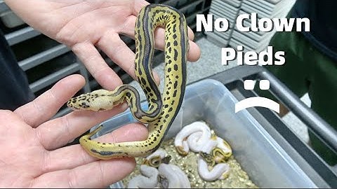 The Curse Of The Clown Pied Continues!! Ball Python Clutch Update!!