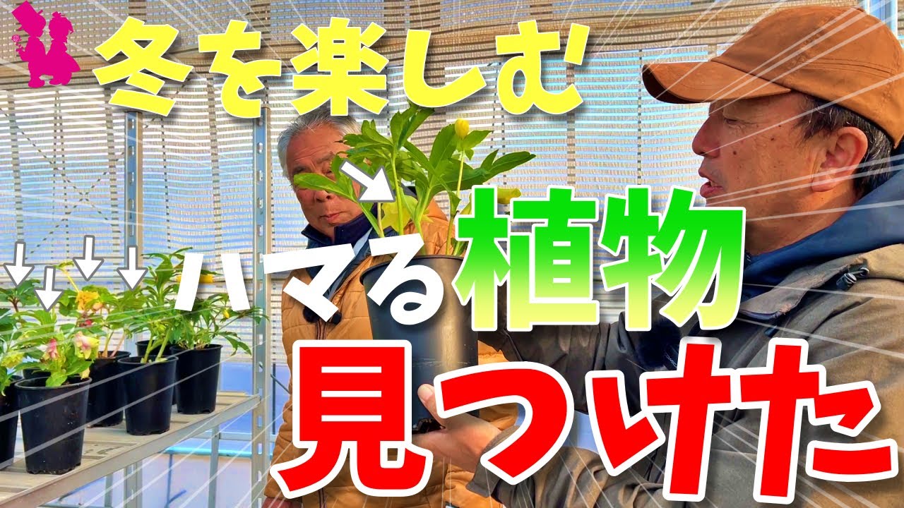 【新しい沼】プロ同士の会話ってやっぱり面白い【クリスマスローズ】『シャクナゲ』